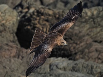 Black Kite Unknown Spots Sat, 4/10/2021