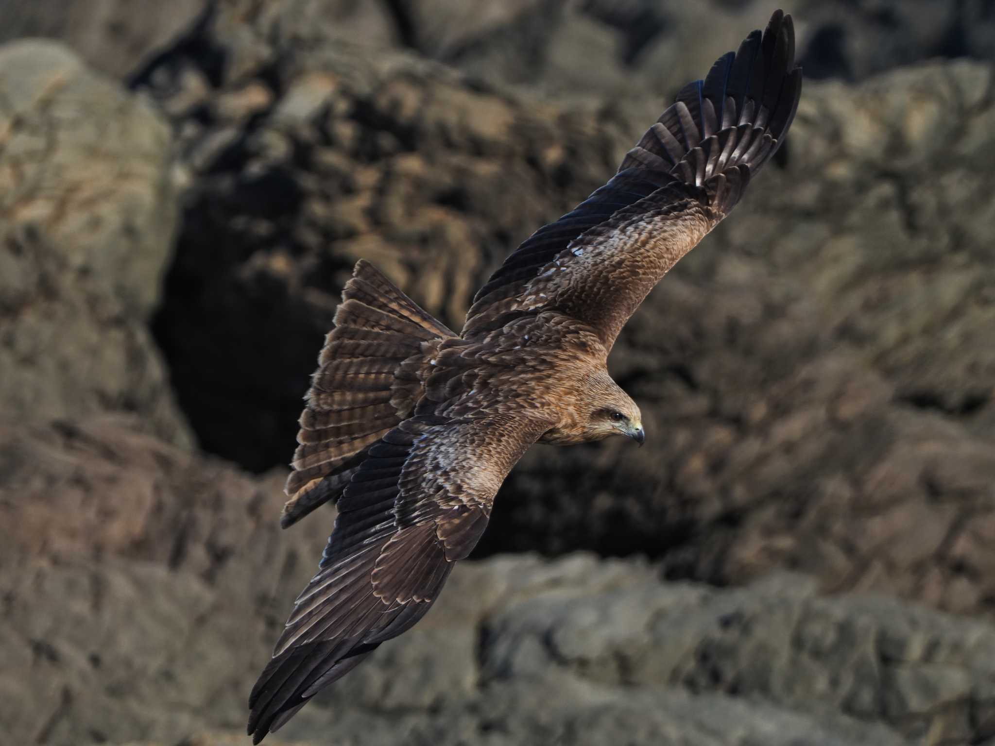 Photo of Black Kite at  by aroaro