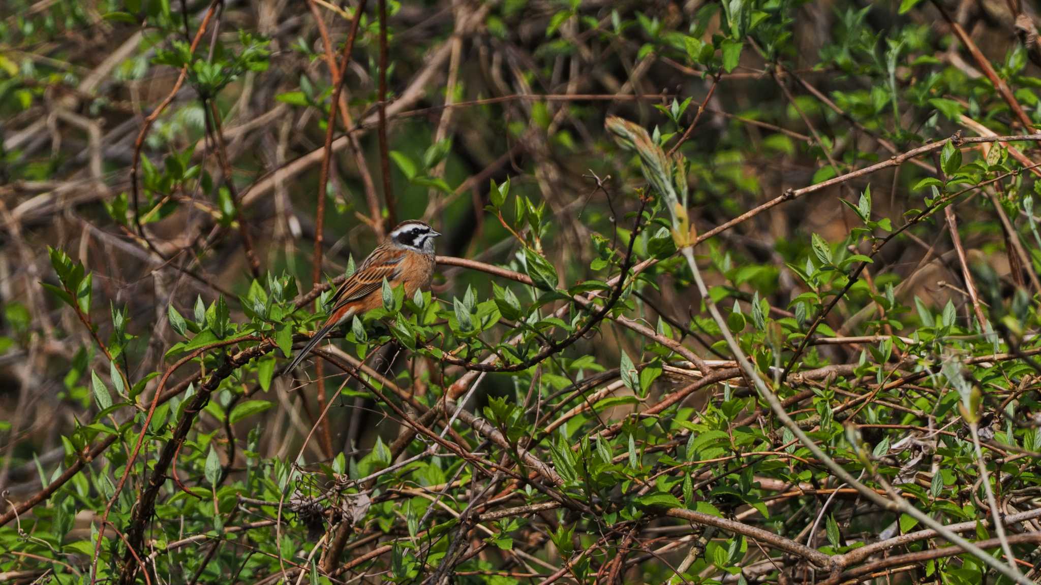 Photo of Meadow Bunting at  by aroaro