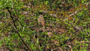 Meadow Bunting Unknown Spots Sat, 4/10/2021