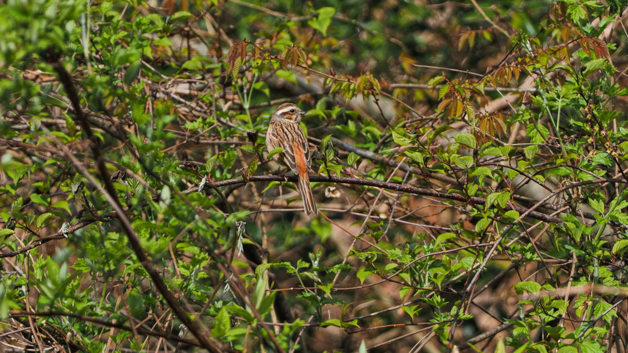 Photo of Meadow Bunting at  by aroaro