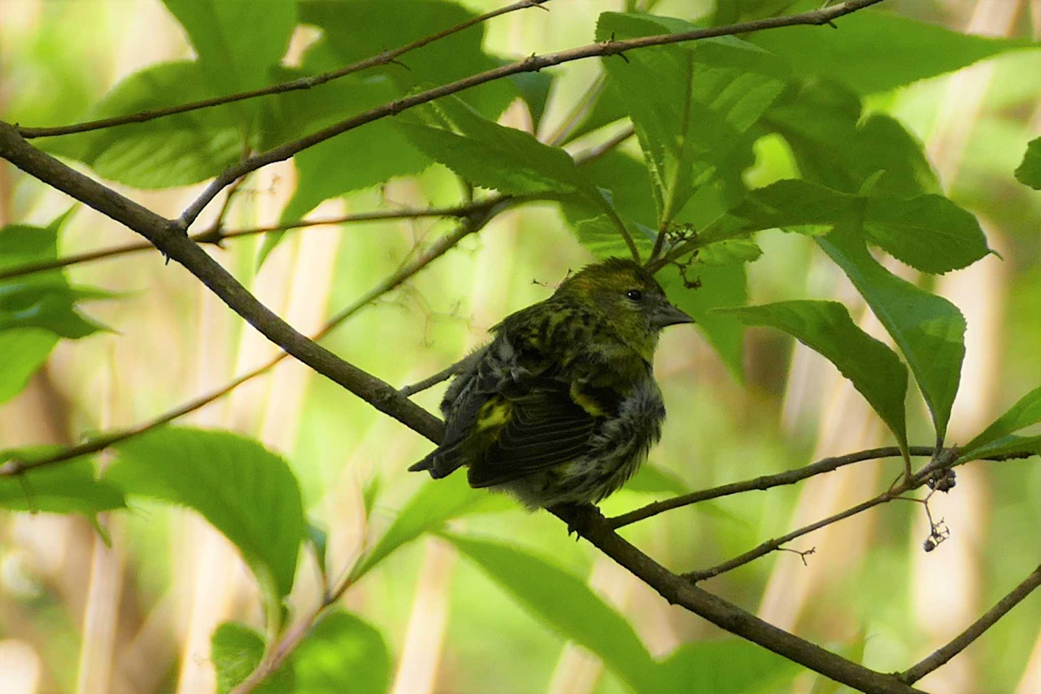 Photo of Eurasian Siskin at 赤羽自然観察公園 by アカウント5509