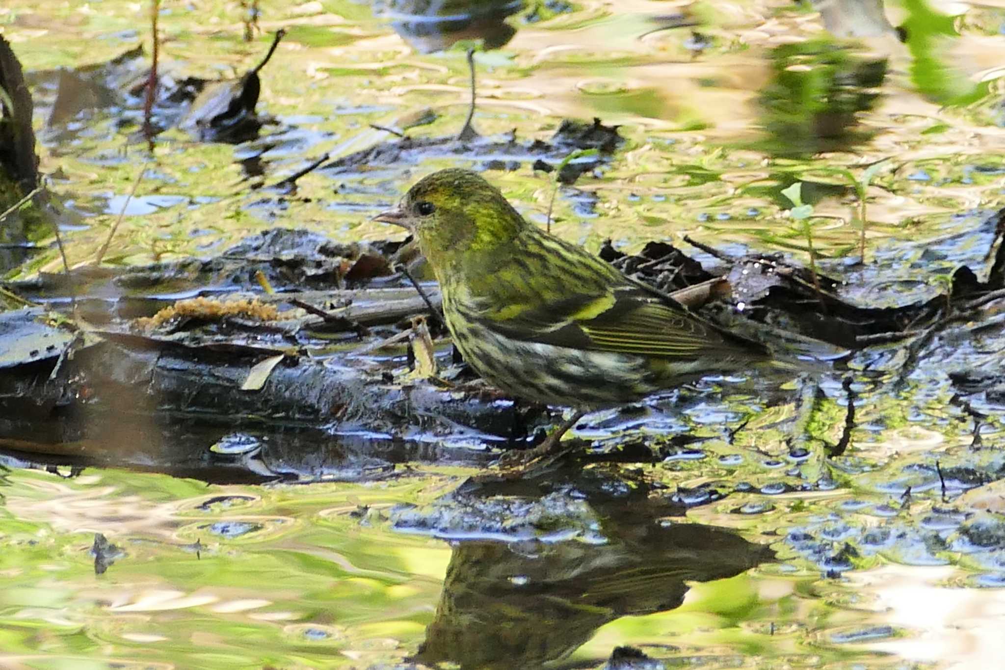 Photo of Eurasian Siskin at 赤羽自然観察公園 by アカウント5509