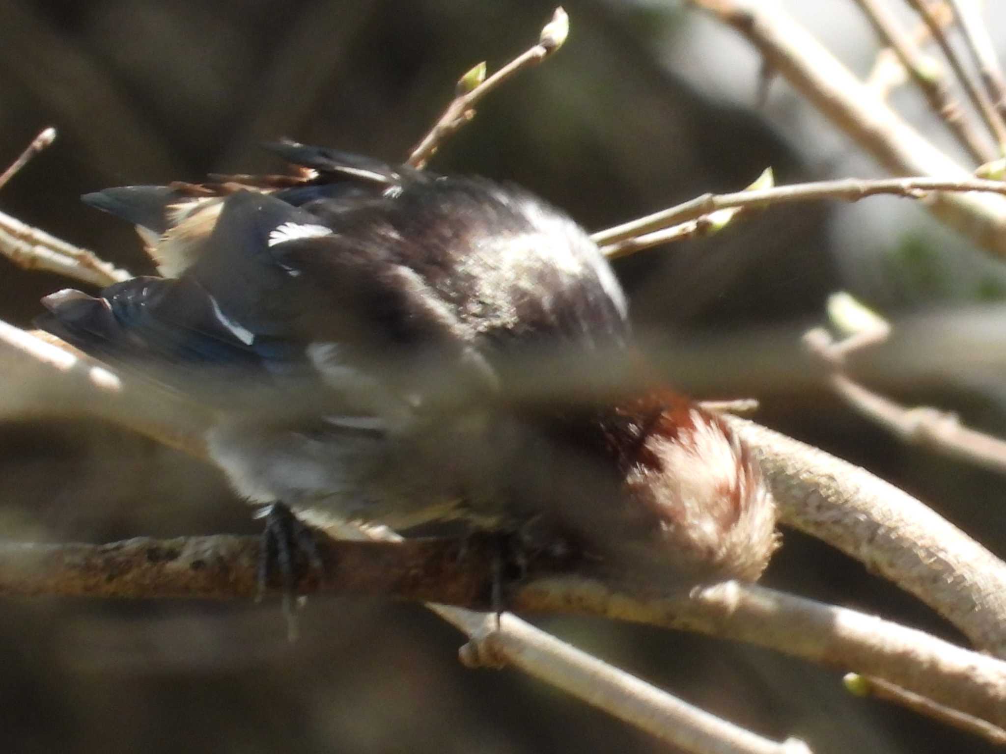 青葉山公園 コムクドリの写真