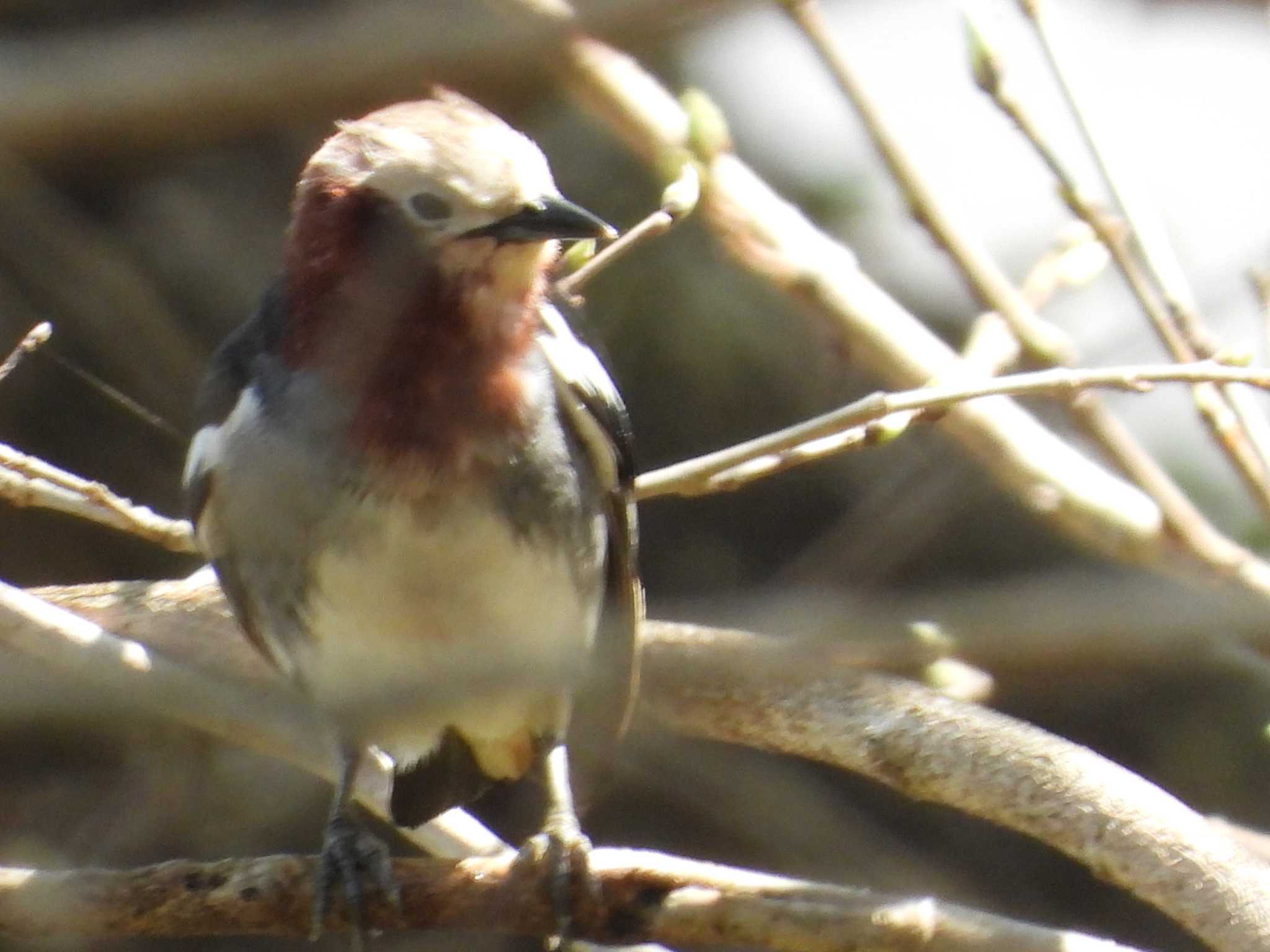 青葉山公園 コムクドリの写真