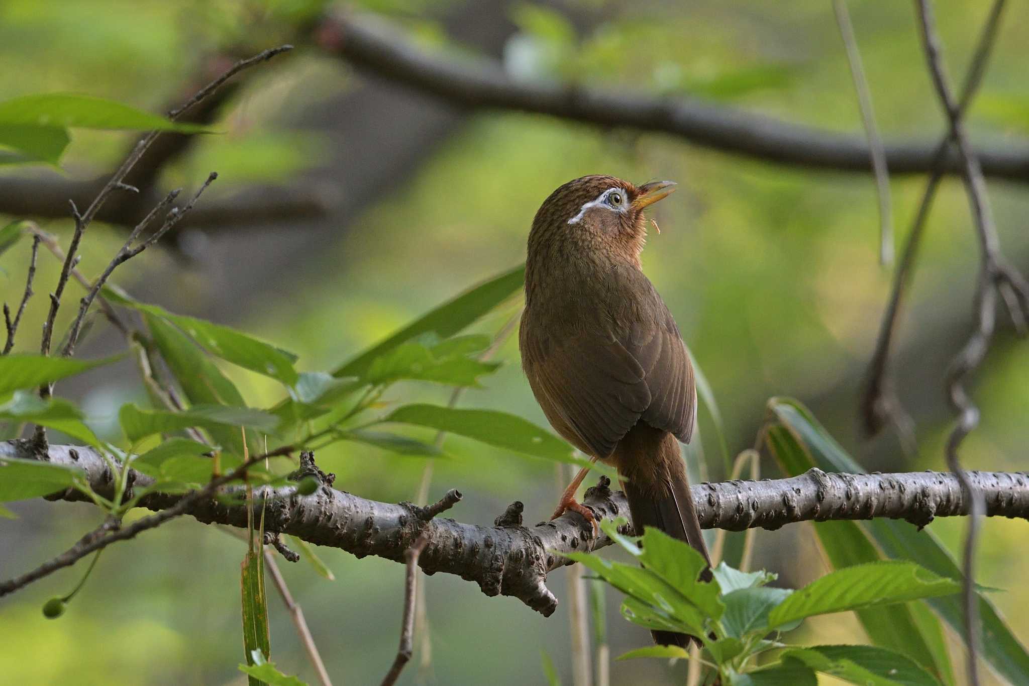 舞岡公園 ガビチョウの写真 by Tosh@Bird