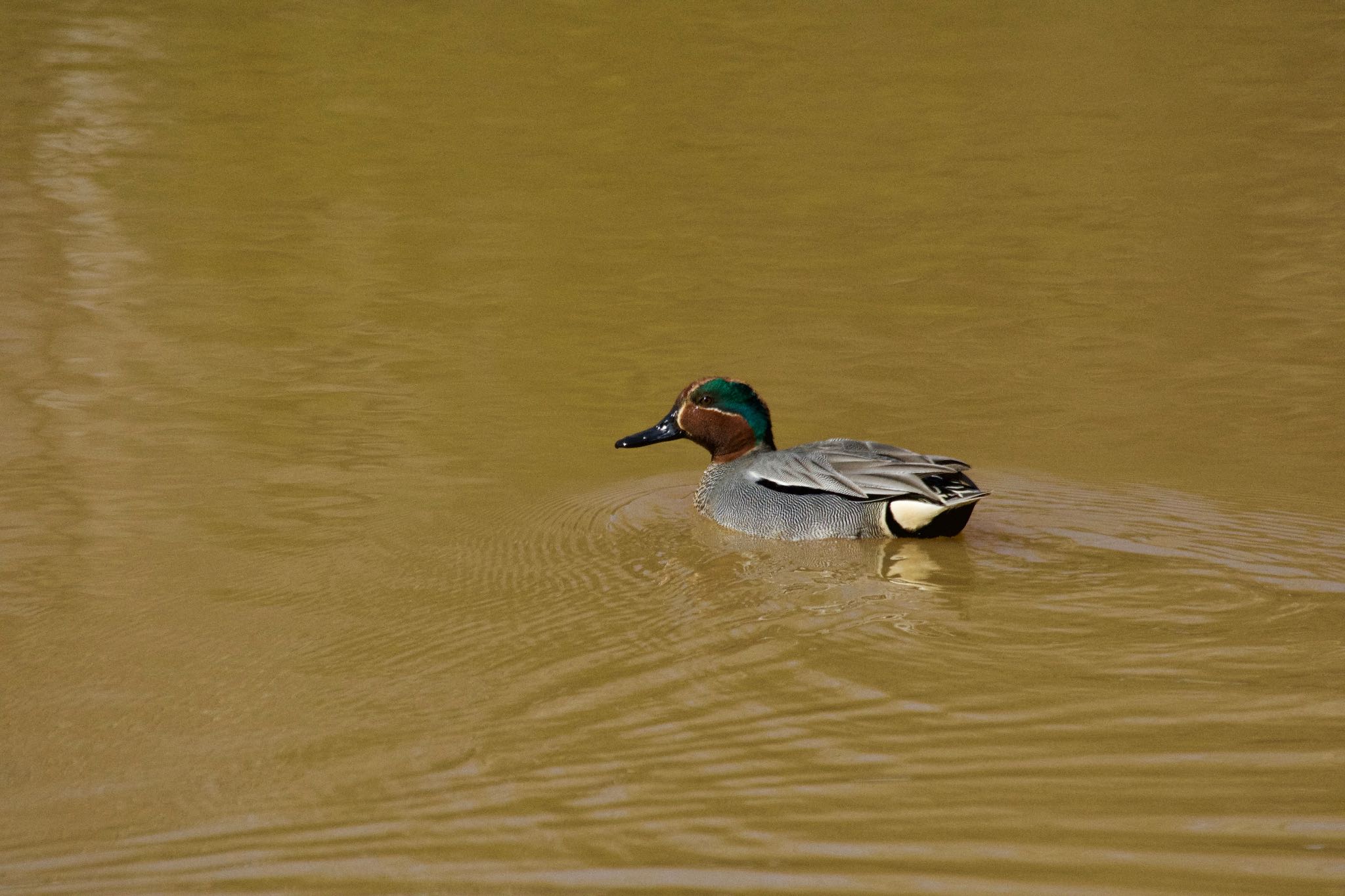 あいの里公園 コガモの写真