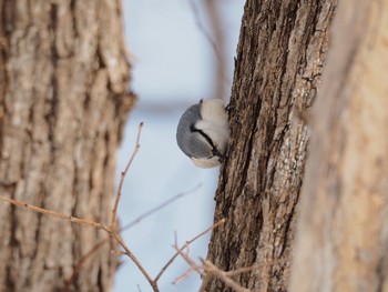 Eurasian Nuthatch Unknown Spots Sat, 2/18/2017