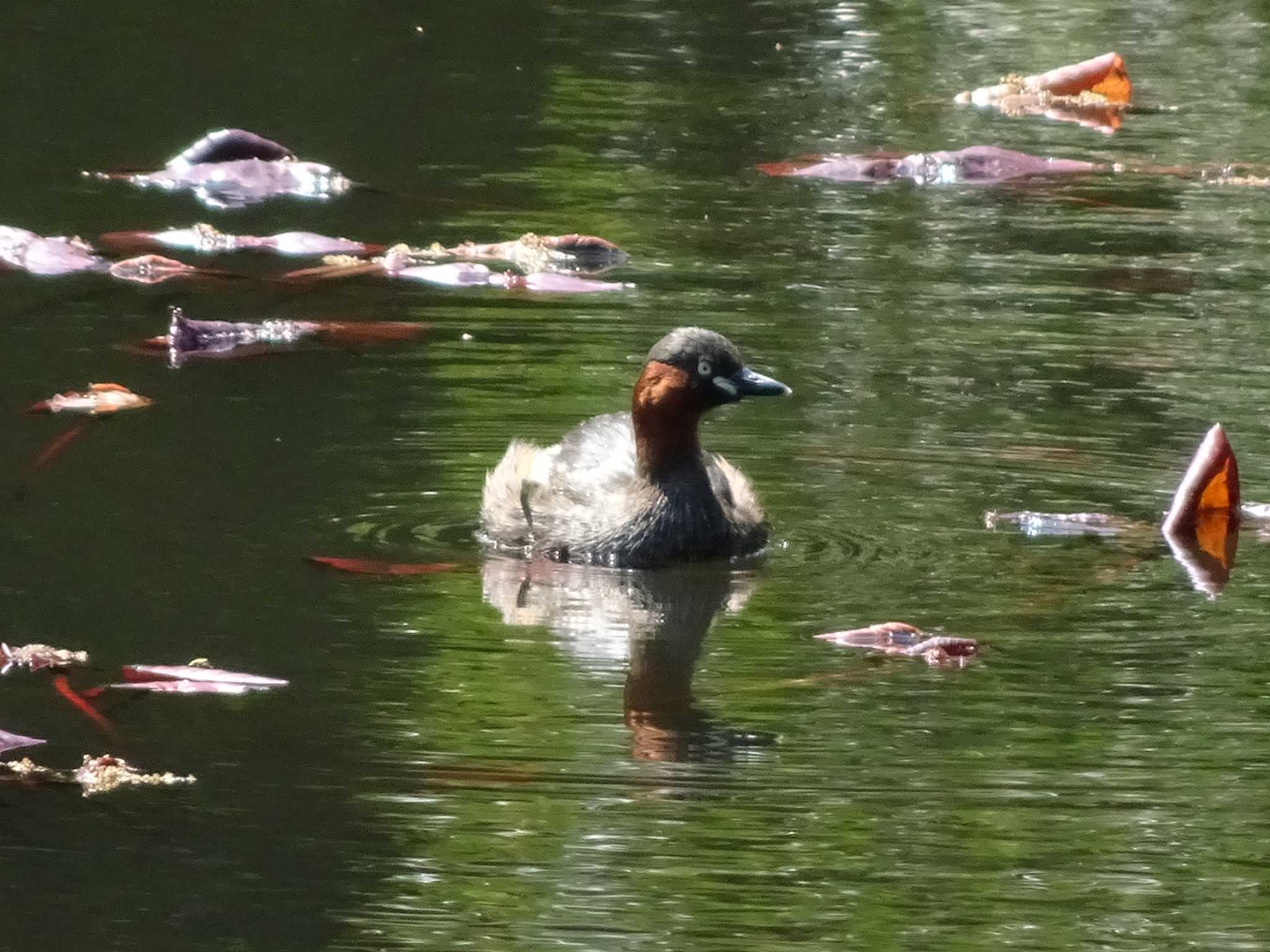 初見カイツブリ