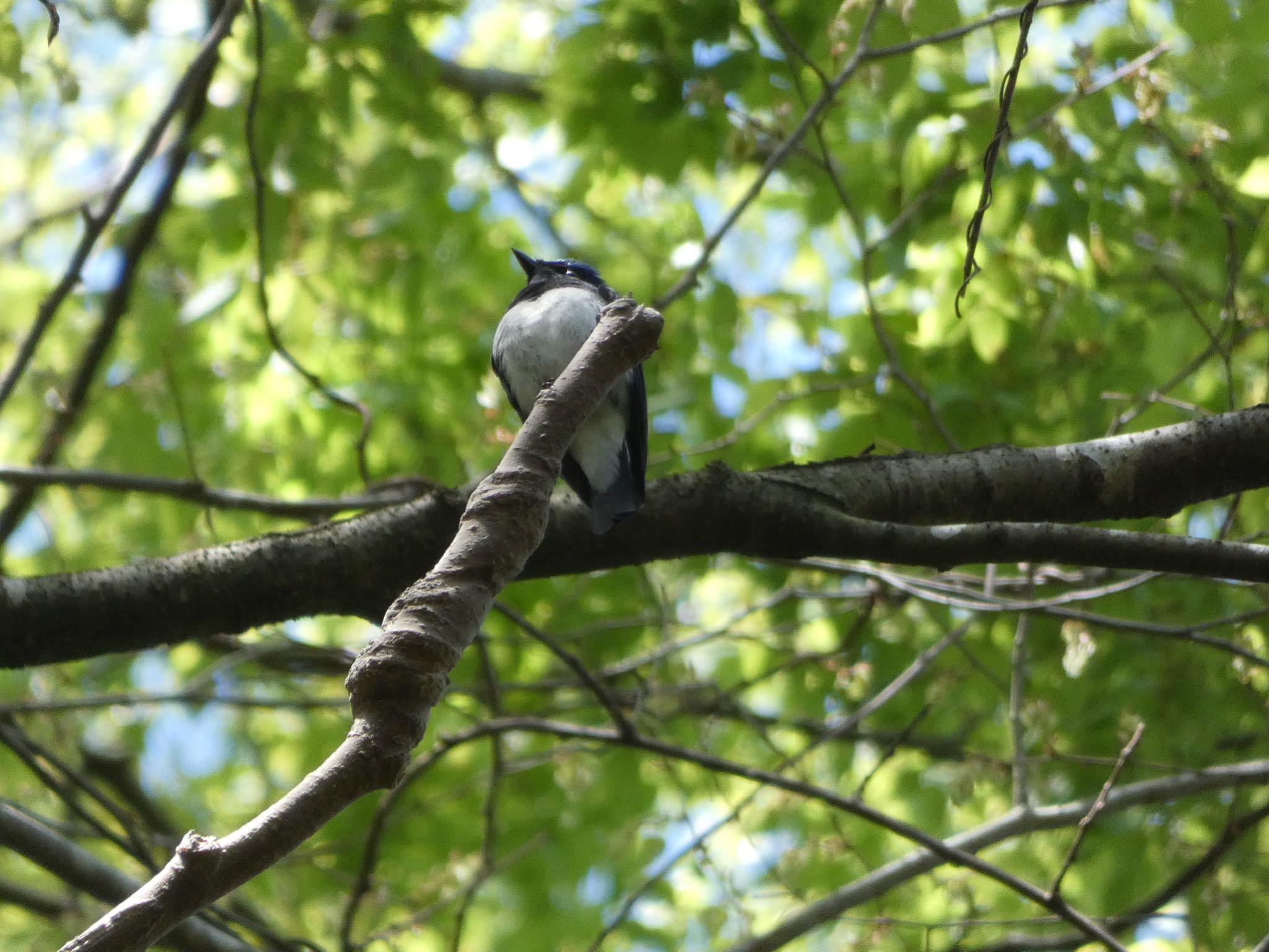 Photo of Blue-and-white Flycatcher at Moritogawa by yoshikichi