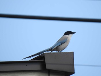 2021年4月11日(日) 隅田川の野鳥観察記録