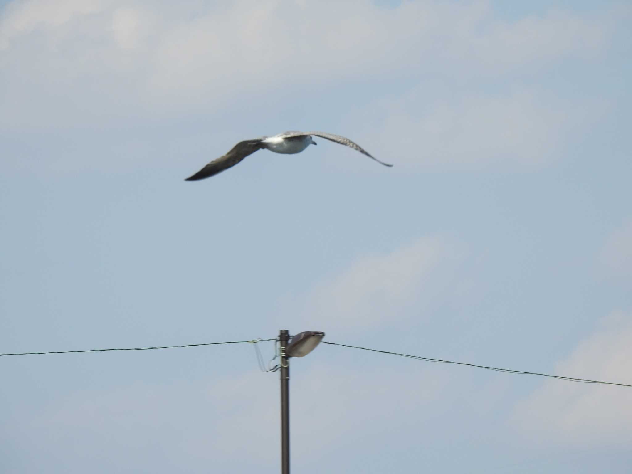 Black-tailed Gull