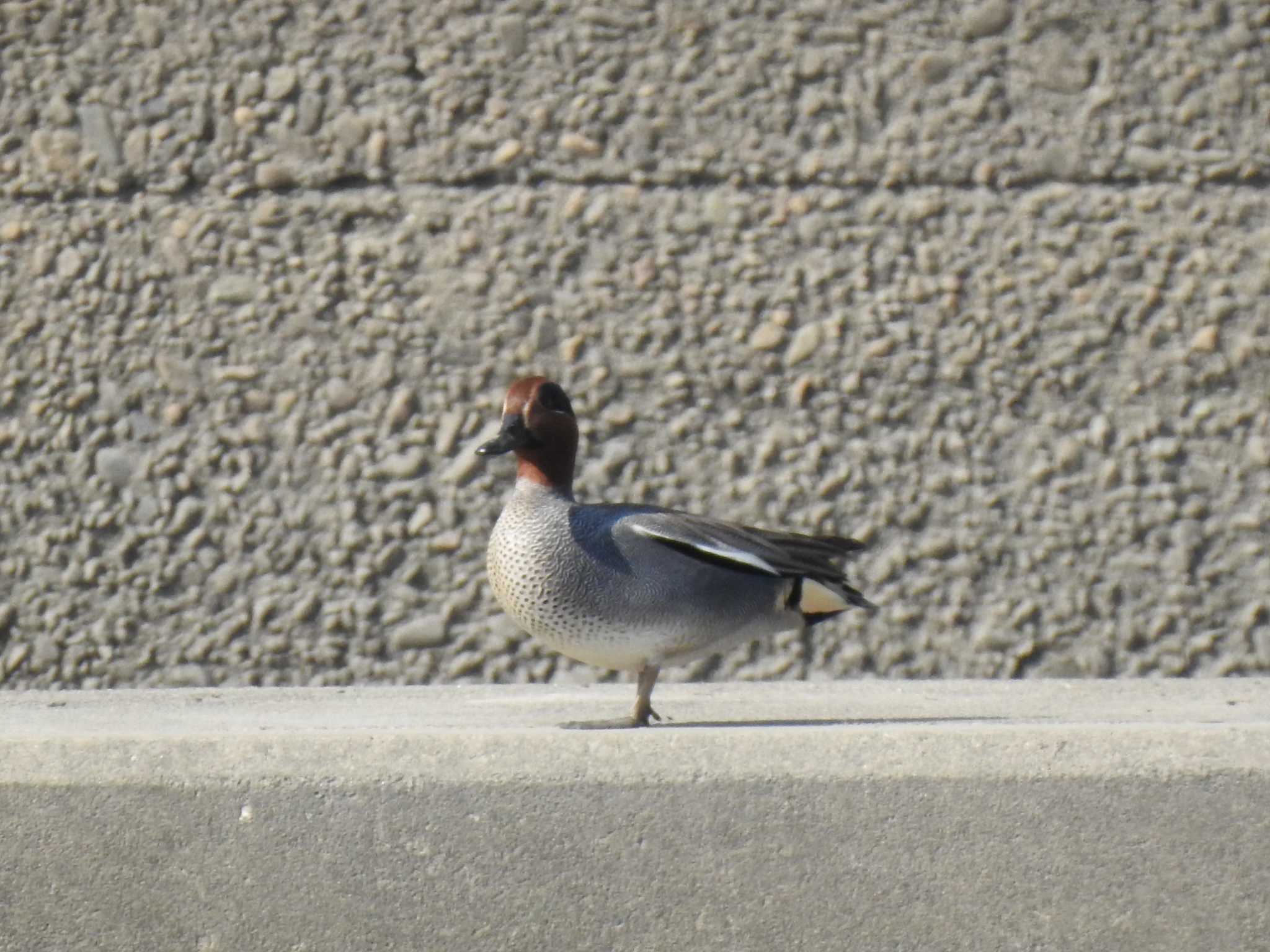 Eurasian Teal