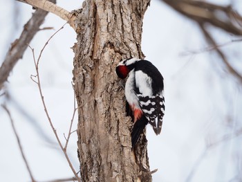 Great Spotted Woodpecker Unknown Spots Sat, 2/18/2017