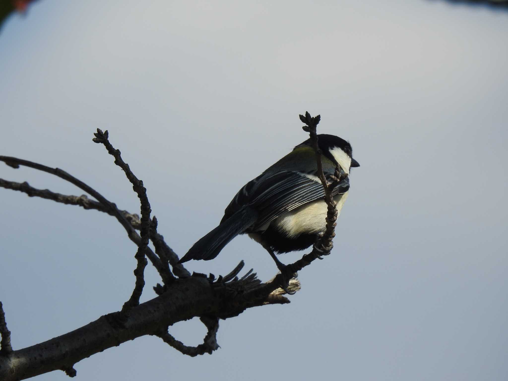 Japanese Tit