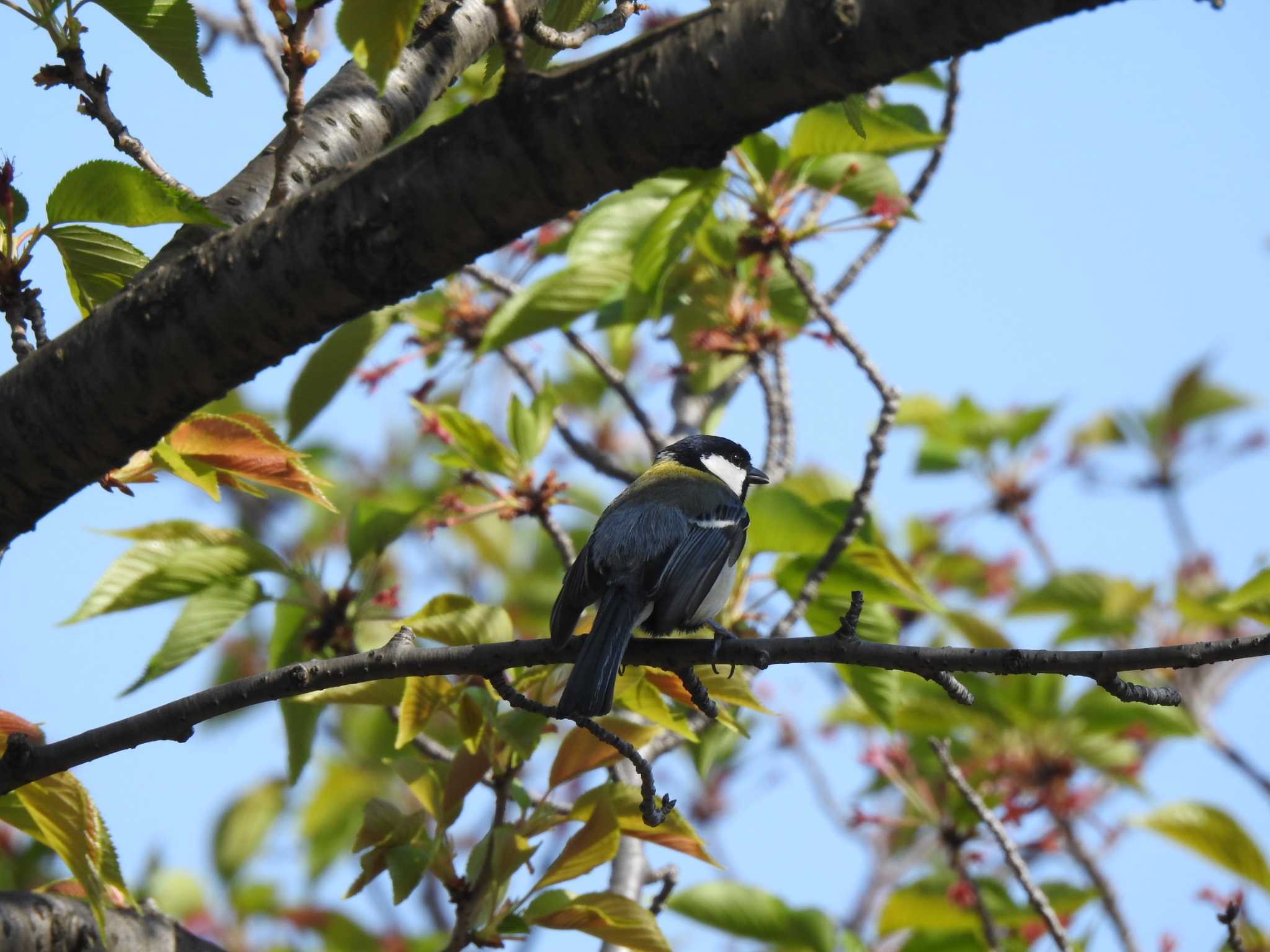 Japanese Tit