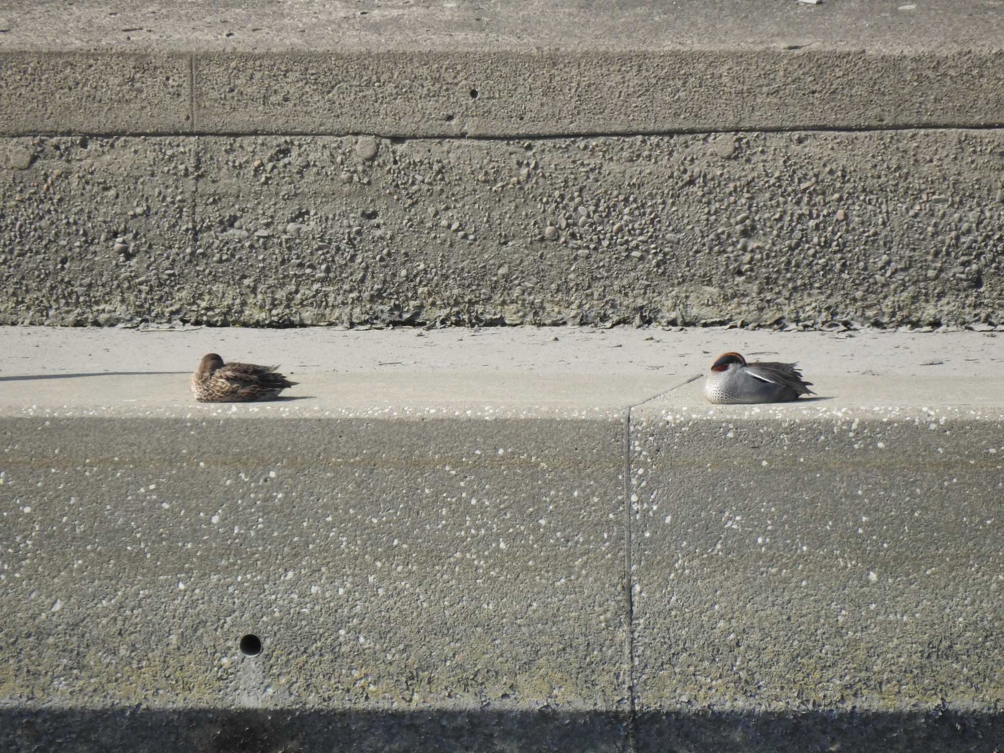 Eurasian Teal