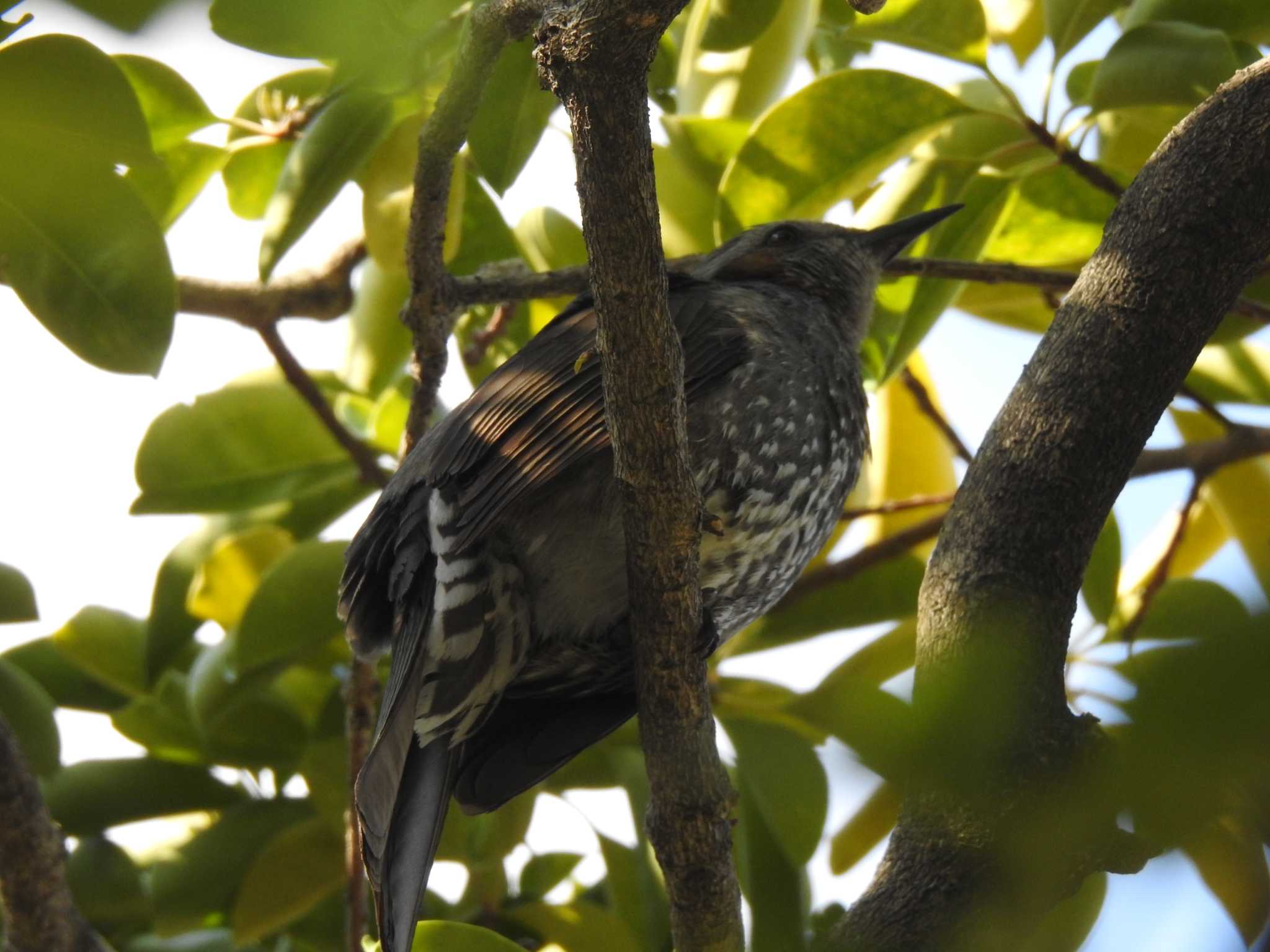 Brown-eared Bulbul