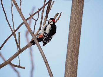 Great Spotted Woodpecker Unknown Spots Sat, 2/18/2017