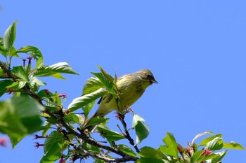 Sat, 4/10/2021 Birding report at Teganuma