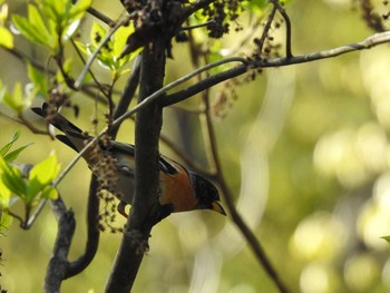 Brambling 京都市宝ヶ池公園 Sun, 4/11/2021