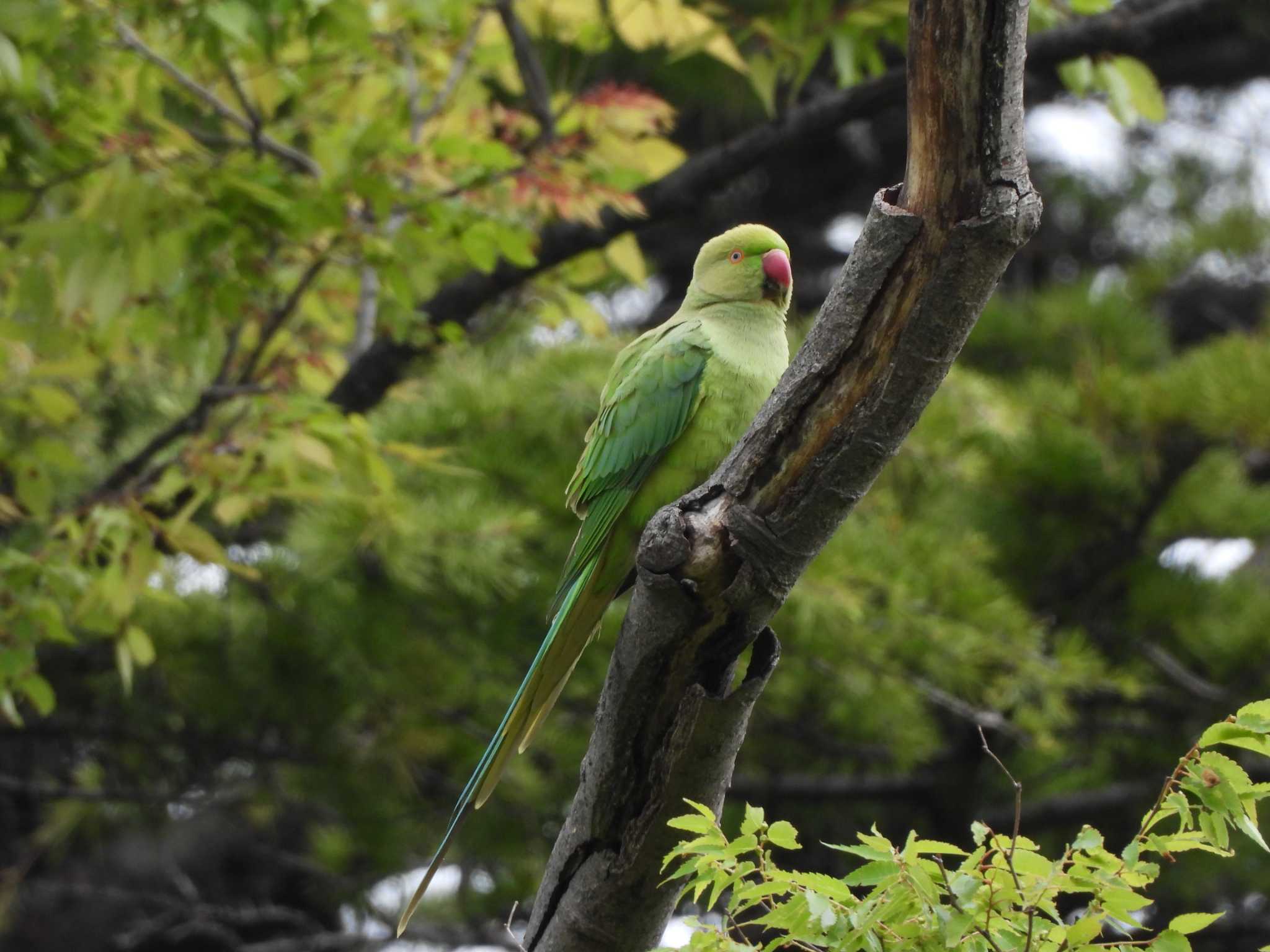 Photo of Indian Rose-necked Parakeet at 洗足池公園 by エヌ