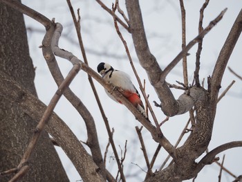 Great Spotted Woodpecker Unknown Spots Sat, 2/18/2017