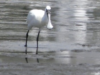 Sun, 4/11/2021 Birding report at Kasai Rinkai Park