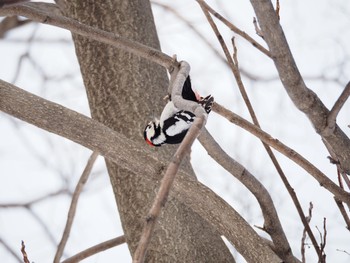 Great Spotted Woodpecker Unknown Spots Sat, 2/18/2017