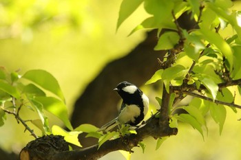 Japanese Tit Osaka castle park Sun, 4/11/2021