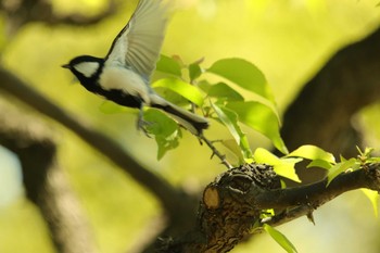 シジュウカラ 大阪城公園 2021年4月11日(日)