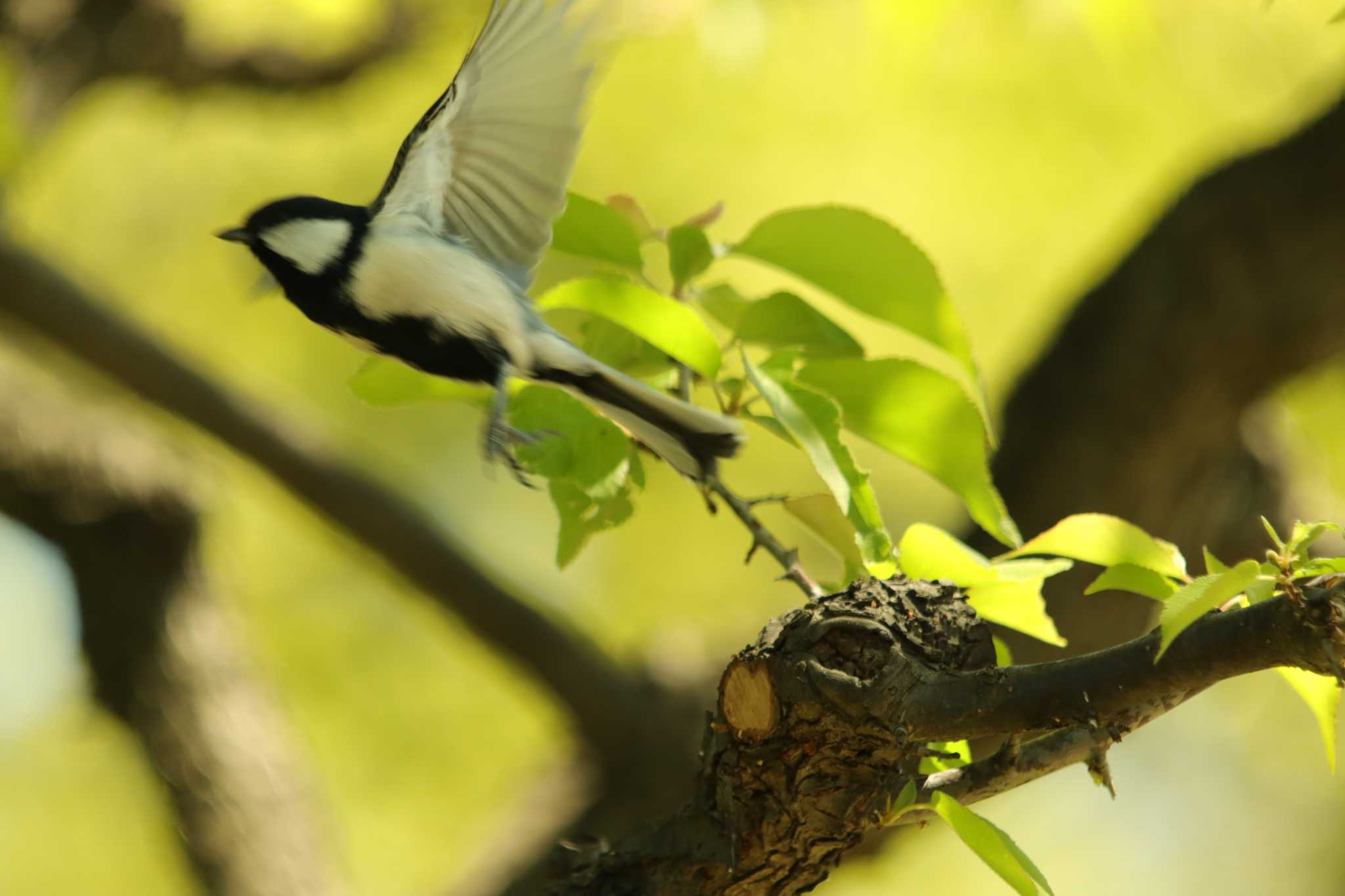 Photo of Japanese Tit at Osaka castle park by 蕾@sourai0443