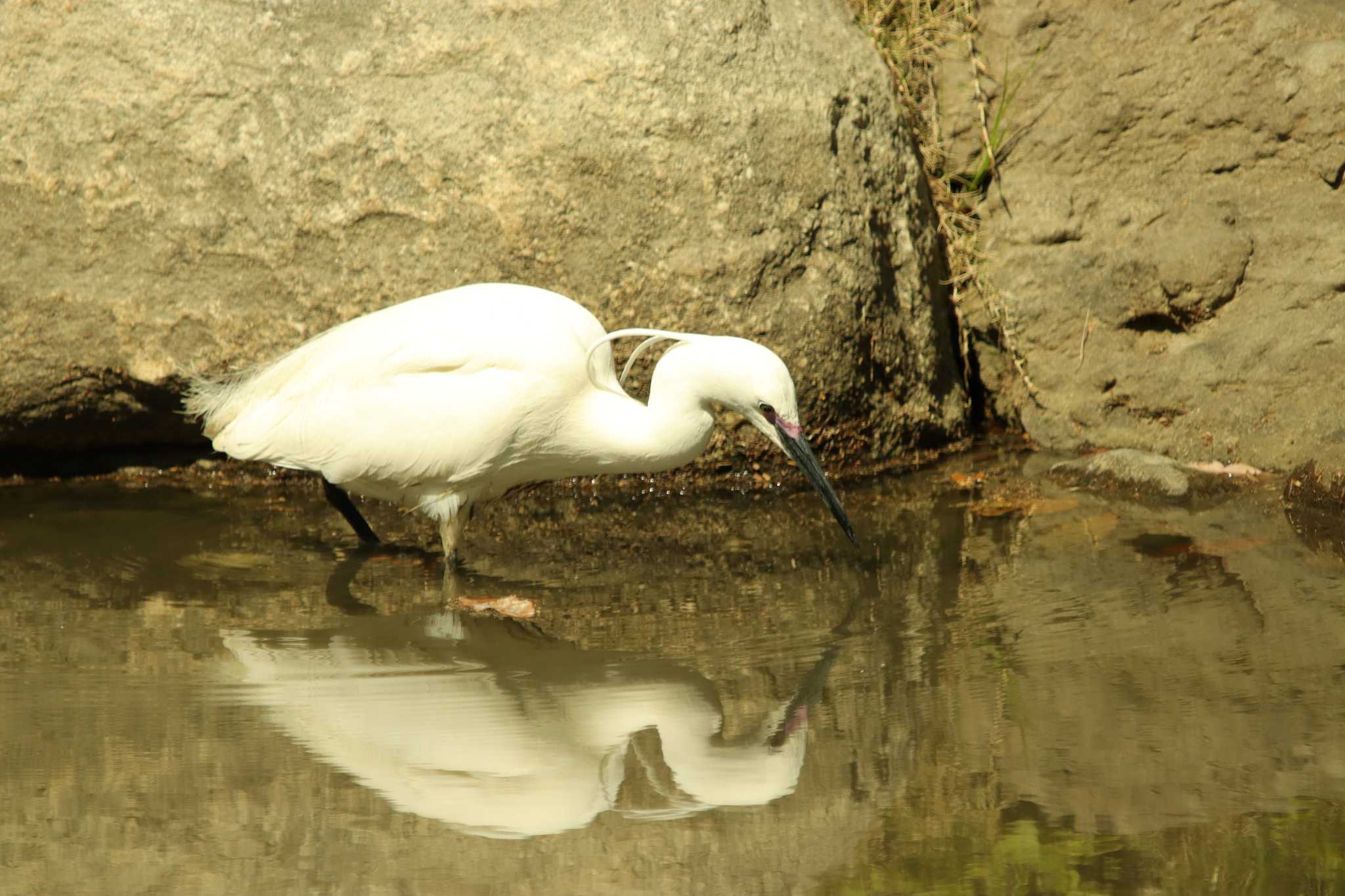 Photo of Little Egret at Osaka castle park by 蕾@sourai0443