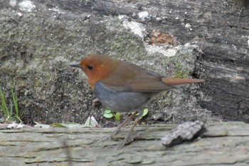 Japanese Robin 再度山 Sat, 4/10/2021