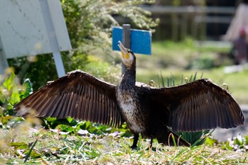 カワウ 明石公園 2021年4月11日(日)