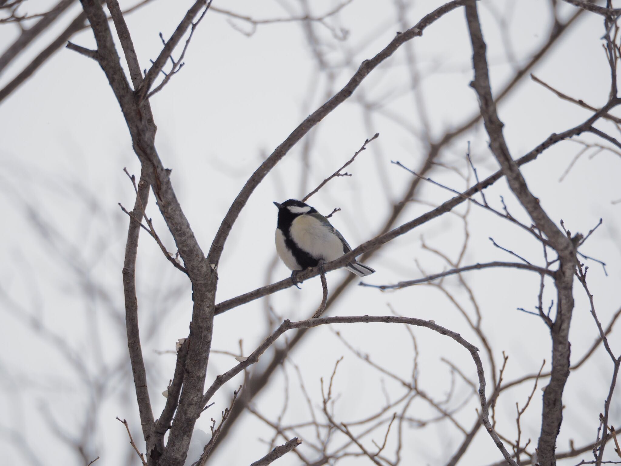 Photo of Japanese Tit at  by 初心者