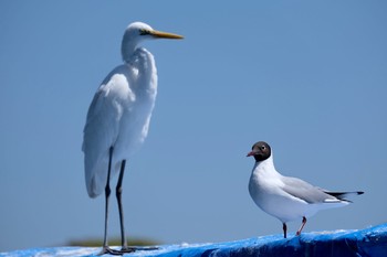 チュウサギ 明石公園 2021年4月11日(日)