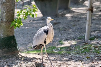 アオサギ 明石公園 2021年4月11日(日)