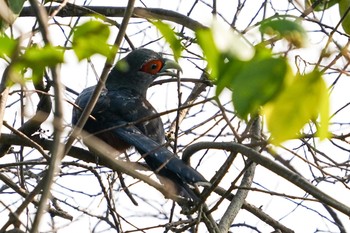 Chestnut-bellied Malkoha Central Catchment Nature Reserve Sun, 4/11/2021