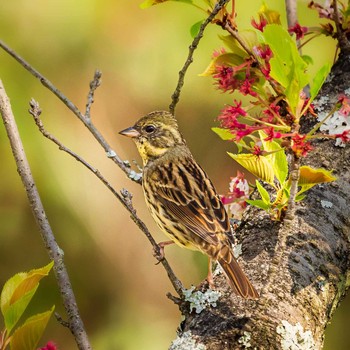 2021年4月11日(日) 鈴鹿青少年の森(三重県)の野鳥観察記録