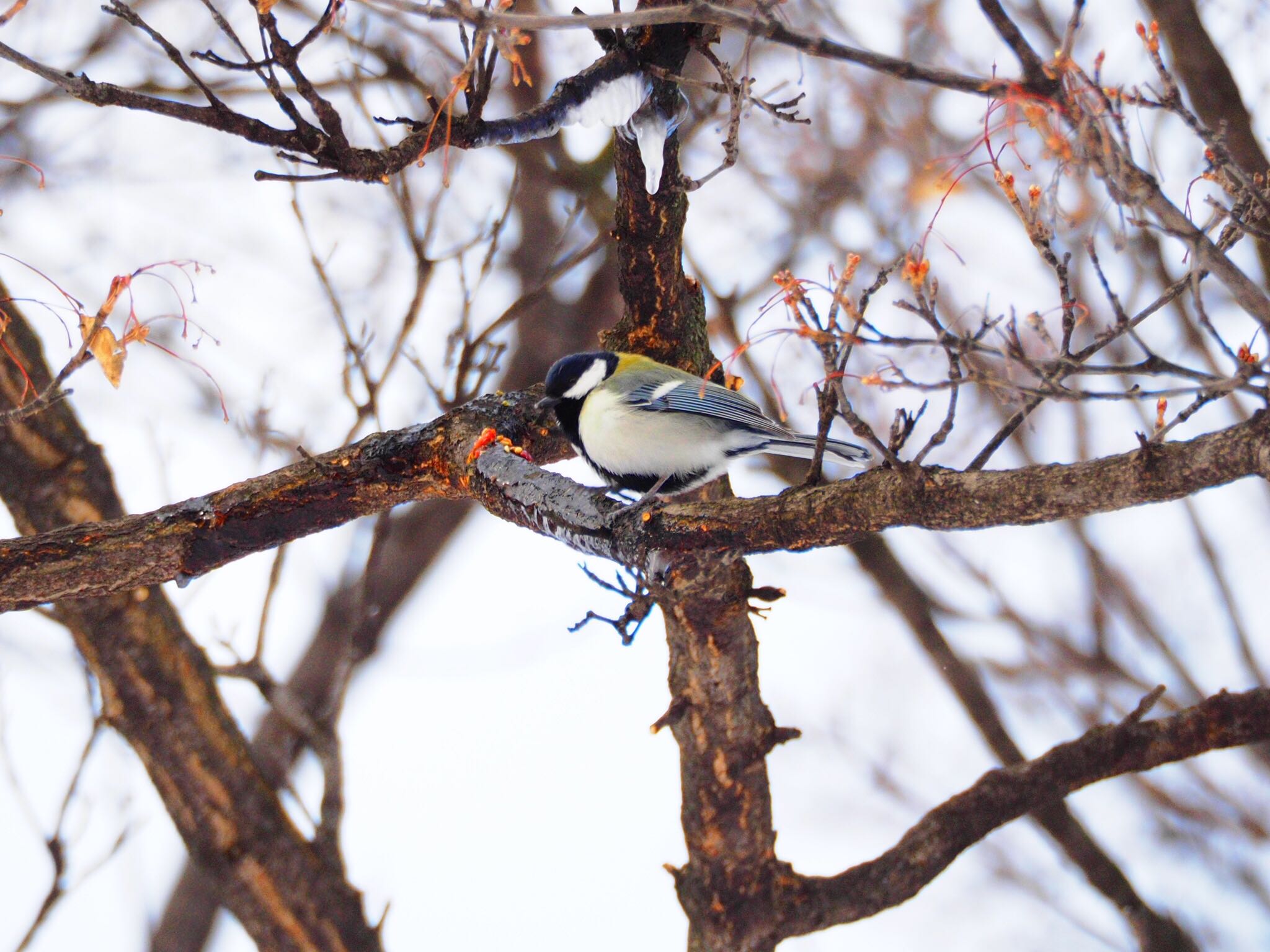 Photo of Japanese Tit at  by 初心者