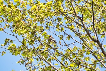 ウソ 埼玉県民の森 2021年4月11日(日)