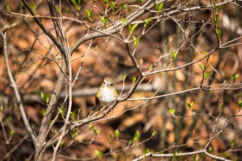 Sun, 4/11/2021 Birding report at Saitama Prefecture Forest Park