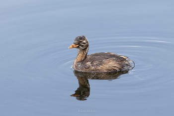 2021年4月11日(日) 上野恩賜公園の野鳥観察記録