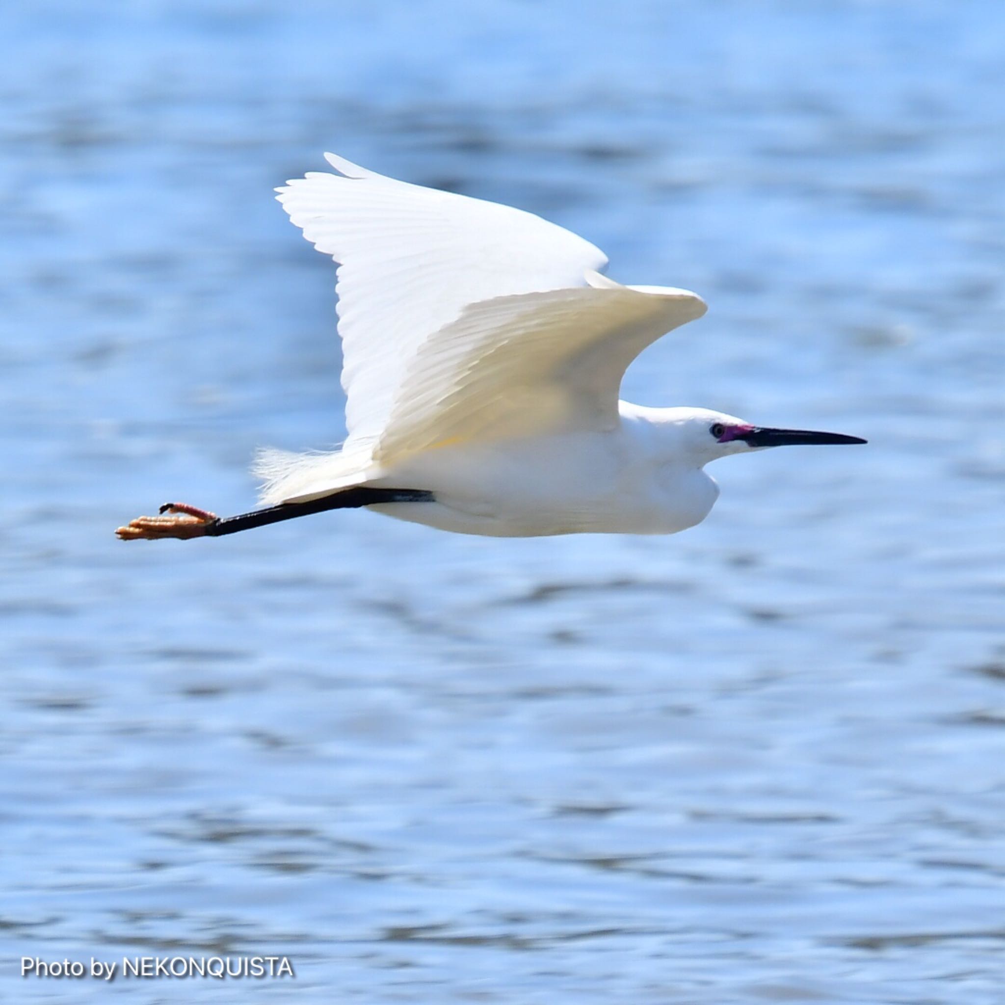 Photo of Little Egret at 香櫨園浜 by NEKONQUISTA