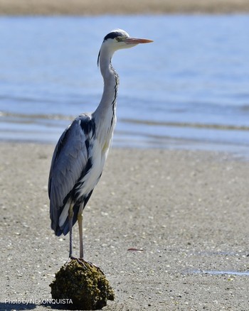 アオサギ 香櫨園浜 2021年4月11日(日)