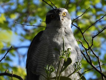 2021年4月11日(日) 秋ヶ瀬公園の野鳥観察記録