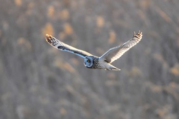 Short-eared Owl Watarase Yusuichi (Wetland) Sun, 2/19/2017