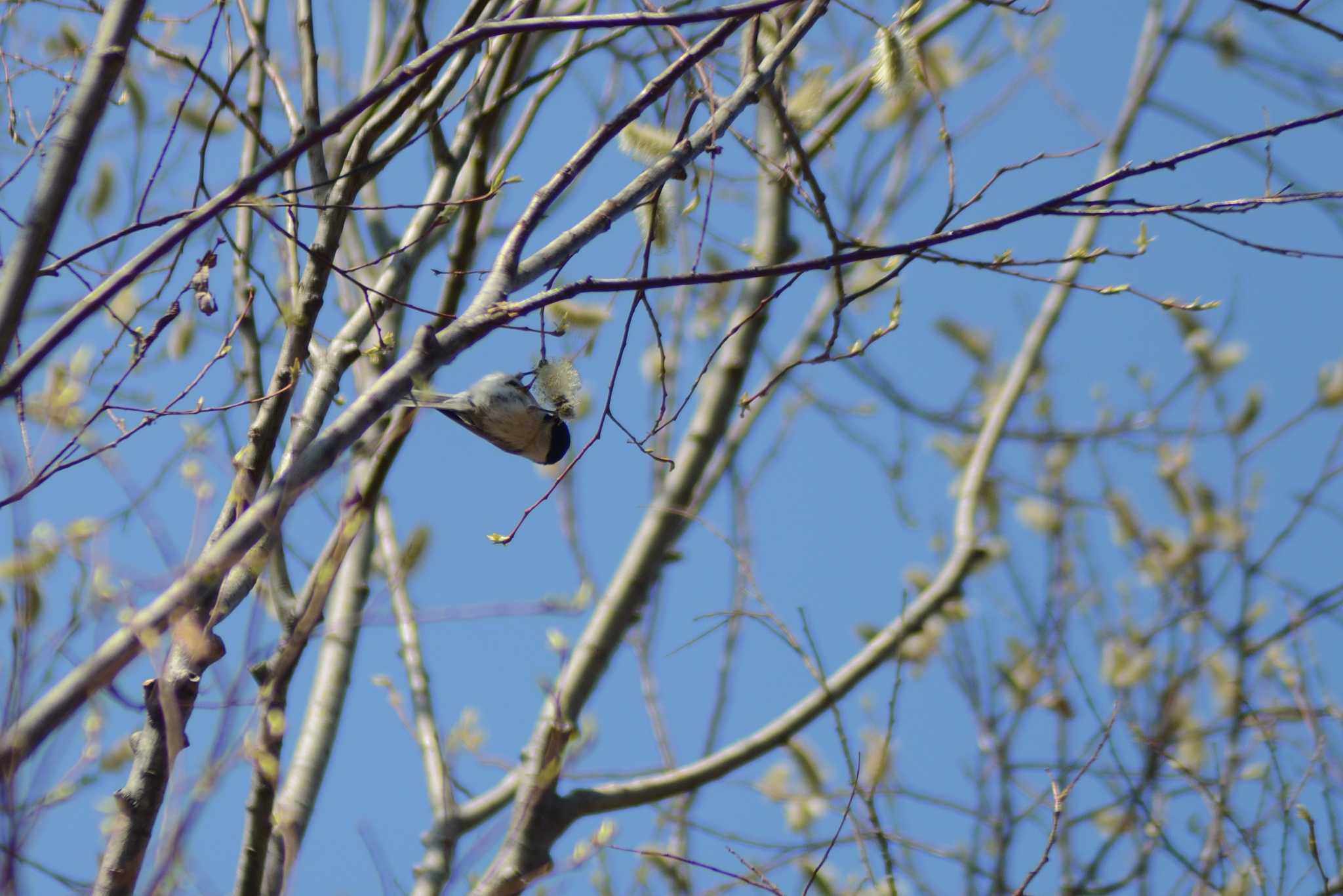 Japanese Tit