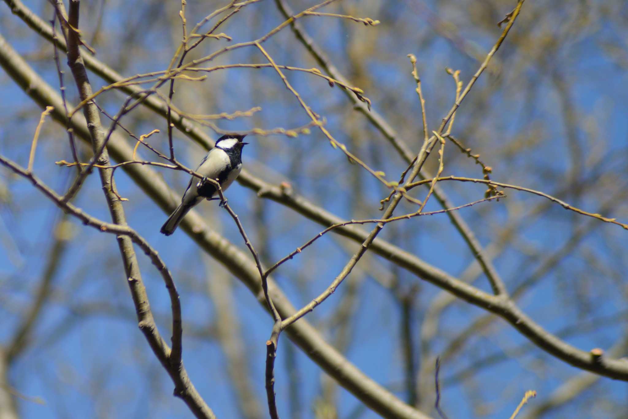 Japanese Tit